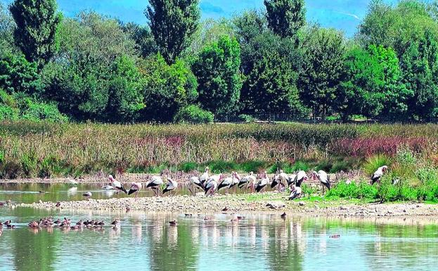 Un grupo de cigüeñas blancas de pesca.