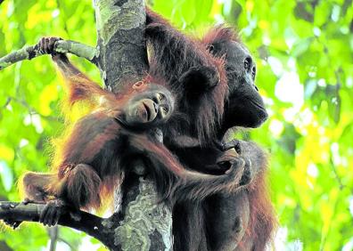 Imagen secundaria 1 - «El consumo de &#039;snacks&#039; está acabando con los orangutanes»