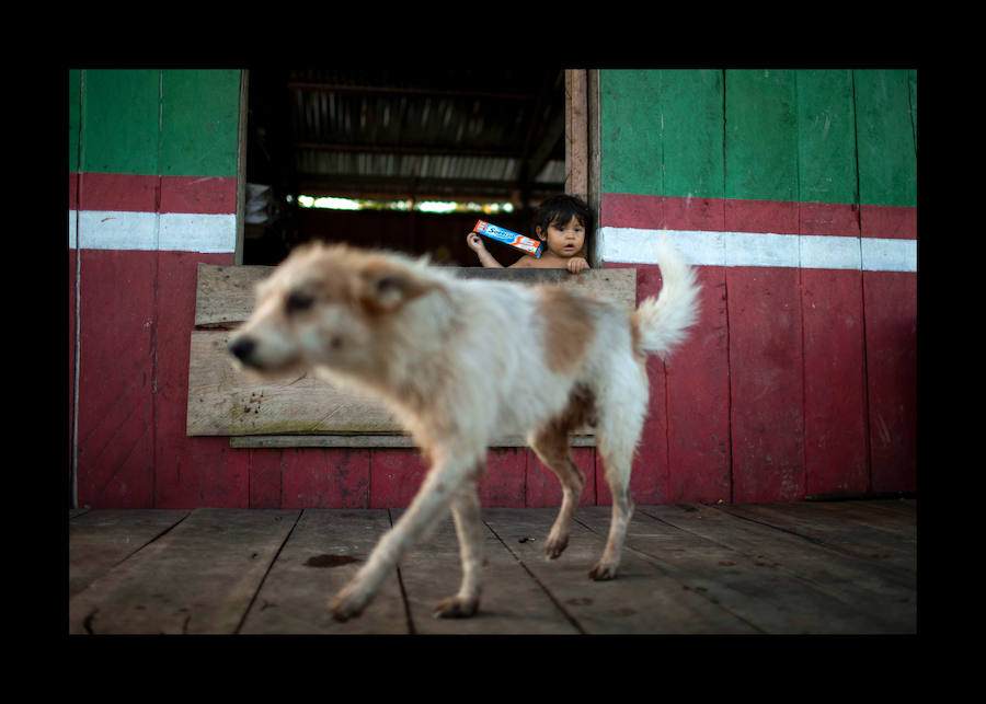Científicos investigan sobre delfines de río en la Reserva de Desarrollo Sostenible Mamiragua en el estado de Amazonas, Brasil.