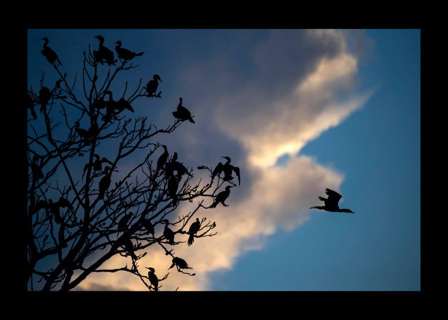 Científicos investigan sobre delfines de río en la Reserva de Desarrollo Sostenible Mamiragua en el estado de Amazonas, Brasil.