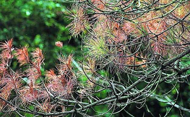 El hongo. Banda roja y marrón. Estos hongos provienen de América del Norte y América Central. Están en Europa desde la década de los 70, pero en los últimos dos años se han propagado -empezaron sobre todo en Gipuzkoa- como consecuencia de las particulares condiciones meteorológicas: más calor y humedad de lo habitual. 