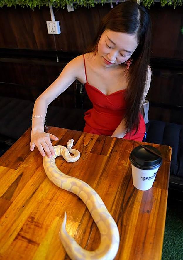 Una parroquiana del Reptile Café acaricia una pitón bola./