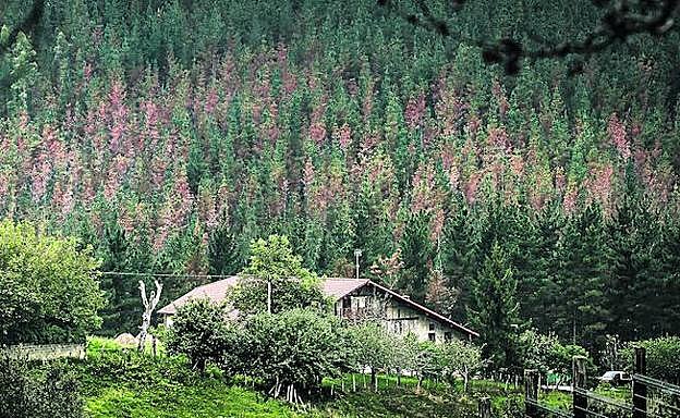 La banda roja. Vista de un pinar cerca de Morga afectado por los hongos. Los árboles empiezan a coger un tono rojizo al mismo tiempo que se van secando.