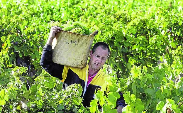 La vendimia en Rioja Alavesa ha comenzado de forma selectiva.