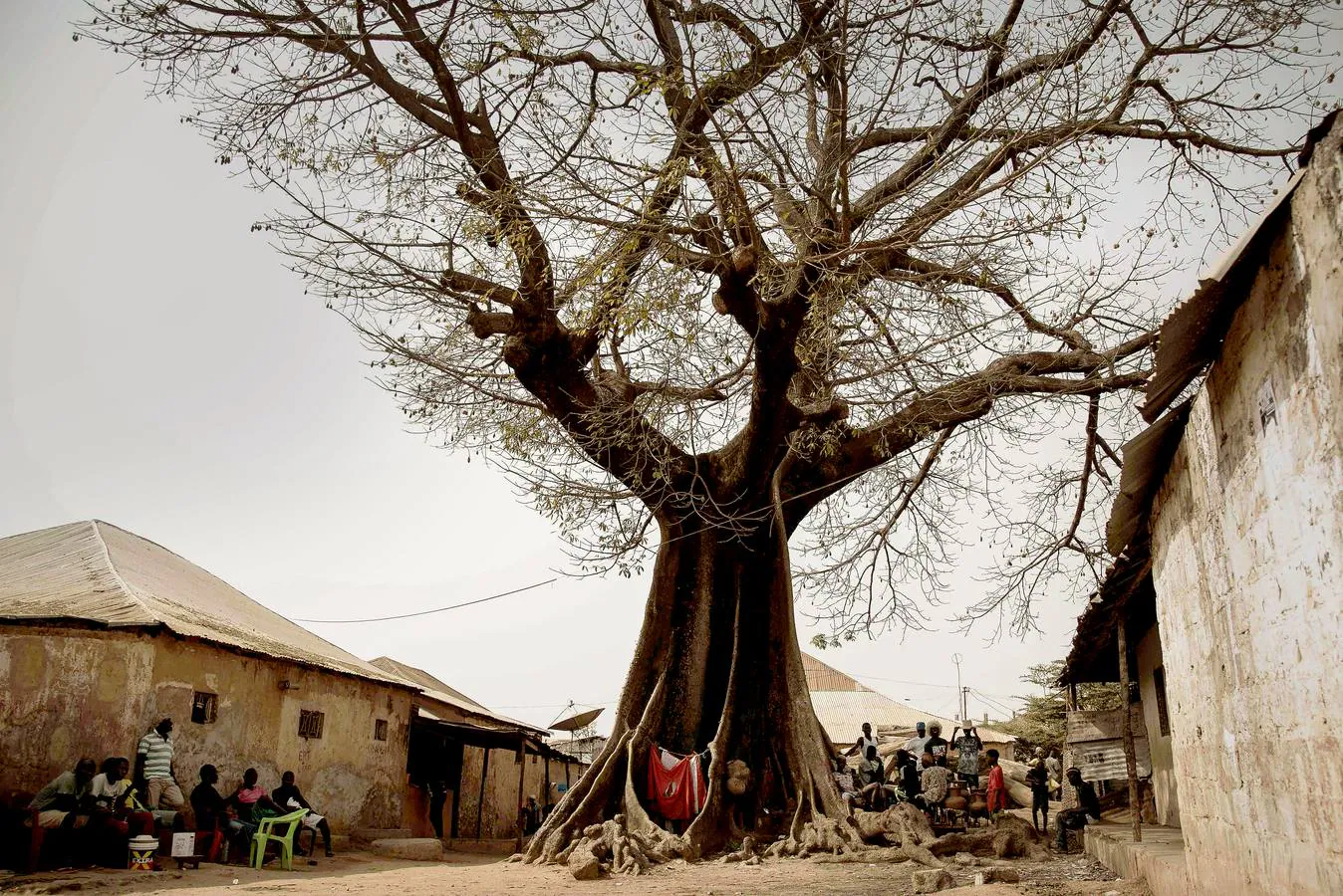 Varias personas, delante de un baobab.