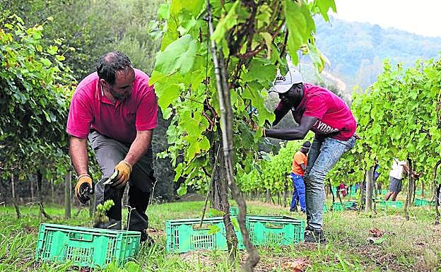 Vendimia en Artxanda.