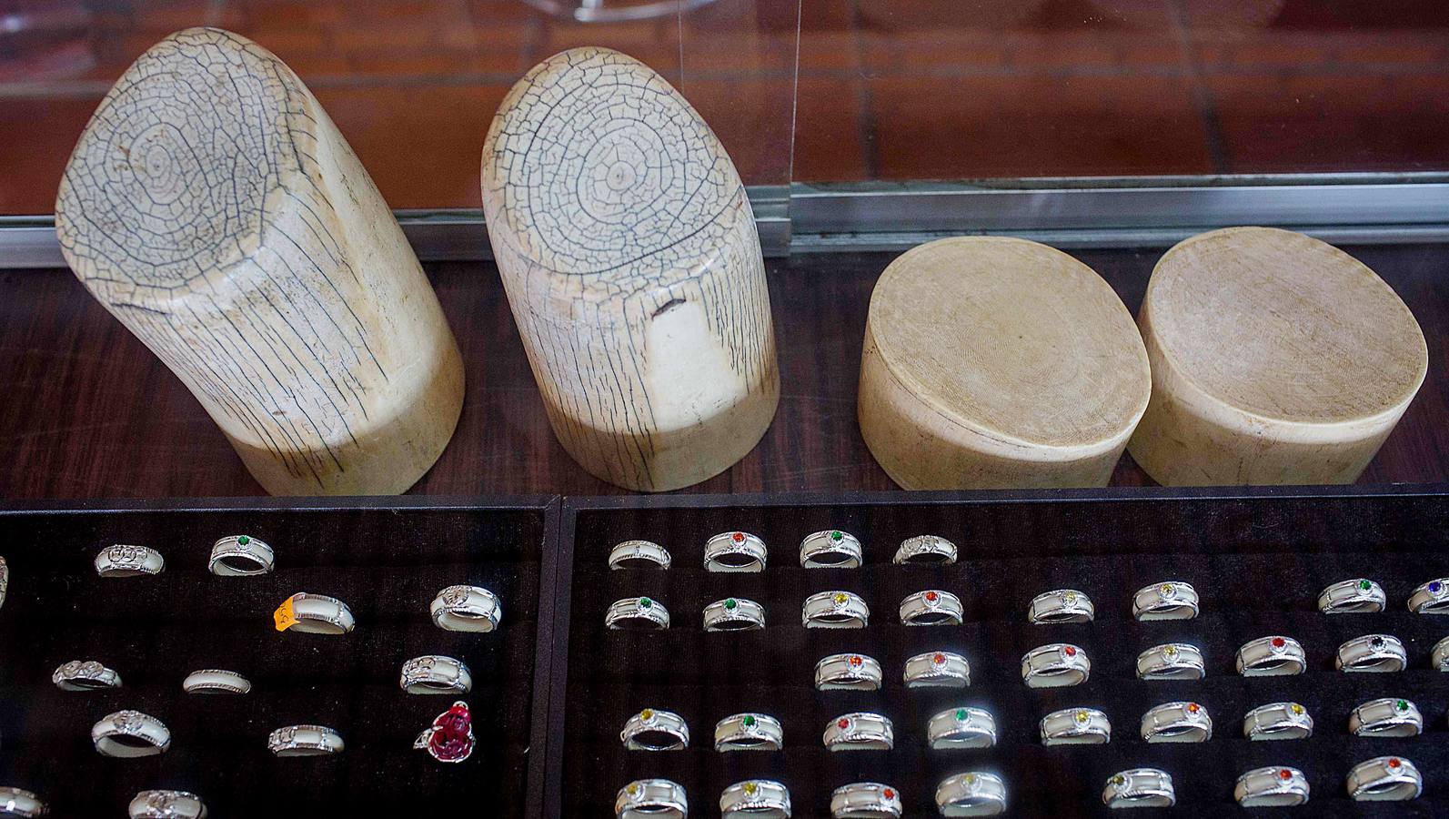 En Vietnam, en una de las aldeas del conocido como 'Reino de los Elefantes', un vendedor promete la buena suerte a los viandantes mostrándoles una cola de elefante salpicada de ásperos pelos oscuros. La creciente afición por los anillos y pulseras con incrustaciones de pelo de estos animales está poniendo en peligro su supervivencia en un país conocido por el comercio ilícito de cuernos de rinoceronte, dientes de tigre y bilis de oso, entre otros. En la vecina Myanmar o en Camboya y Tailandia, donde fueron adorados durante siglos, los elefantes son eliminados por furtivos para atender la demanda de piel, que según se cree, es buena para curar el eczema o el acné.