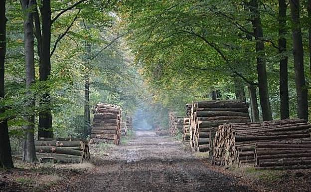 Hoge Veluwe, un recorrido por la naturaleza y gastronomía más pintoresca de Holanda