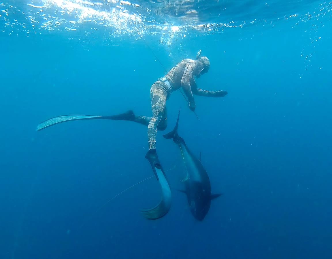 A principios de septiembre, Ryder Devoe, de 19 años, emergió de las azules aguas de San Diego con su neopreno de camuflaje, gritando: «lo atrapé». Un hermoso ejemplar de atún rojo de más de 90 kilos, una especie que apenas se veía en las costas californianas desde hacía décadas, había sido alcanzado por su arpón. Devoe, a quien además del buceo libre también apasiona el surf, se siente feliz. «Este año mi objetivo es cabalgar las olas más grandes de México y capturar otro atún de aleta amarilla.»