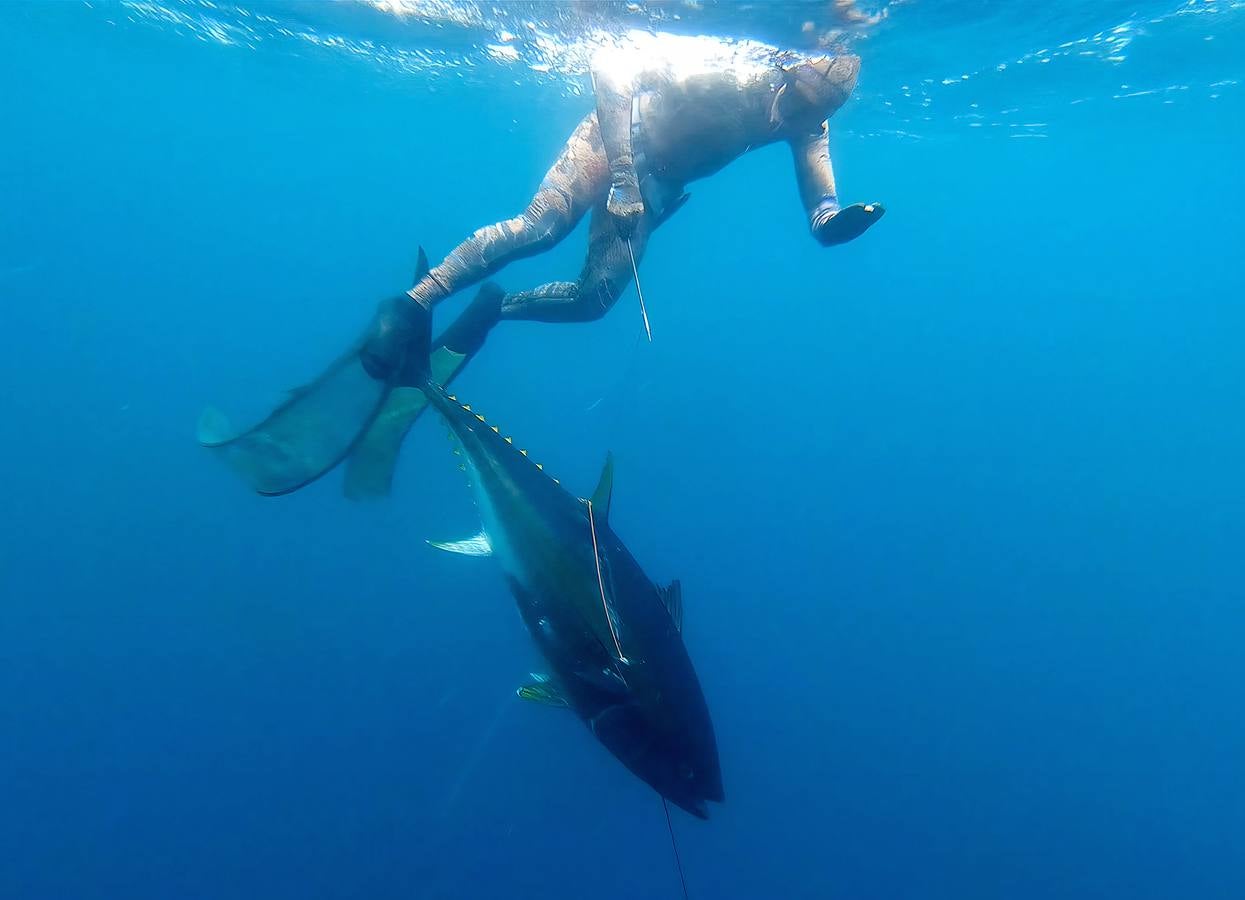 A principios de septiembre, Ryder Devoe, de 19 años, emergió de las azules aguas de San Diego con su neopreno de camuflaje, gritando: «lo atrapé». Un hermoso ejemplar de atún rojo de más de 90 kilos, una especie que apenas se veía en las costas californianas desde hacía décadas, había sido alcanzado por su arpón. Devoe, a quien además del buceo libre también apasiona el surf, se siente feliz. «Este año mi objetivo es cabalgar las olas más grandes de México y capturar otro atún de aleta amarilla.»