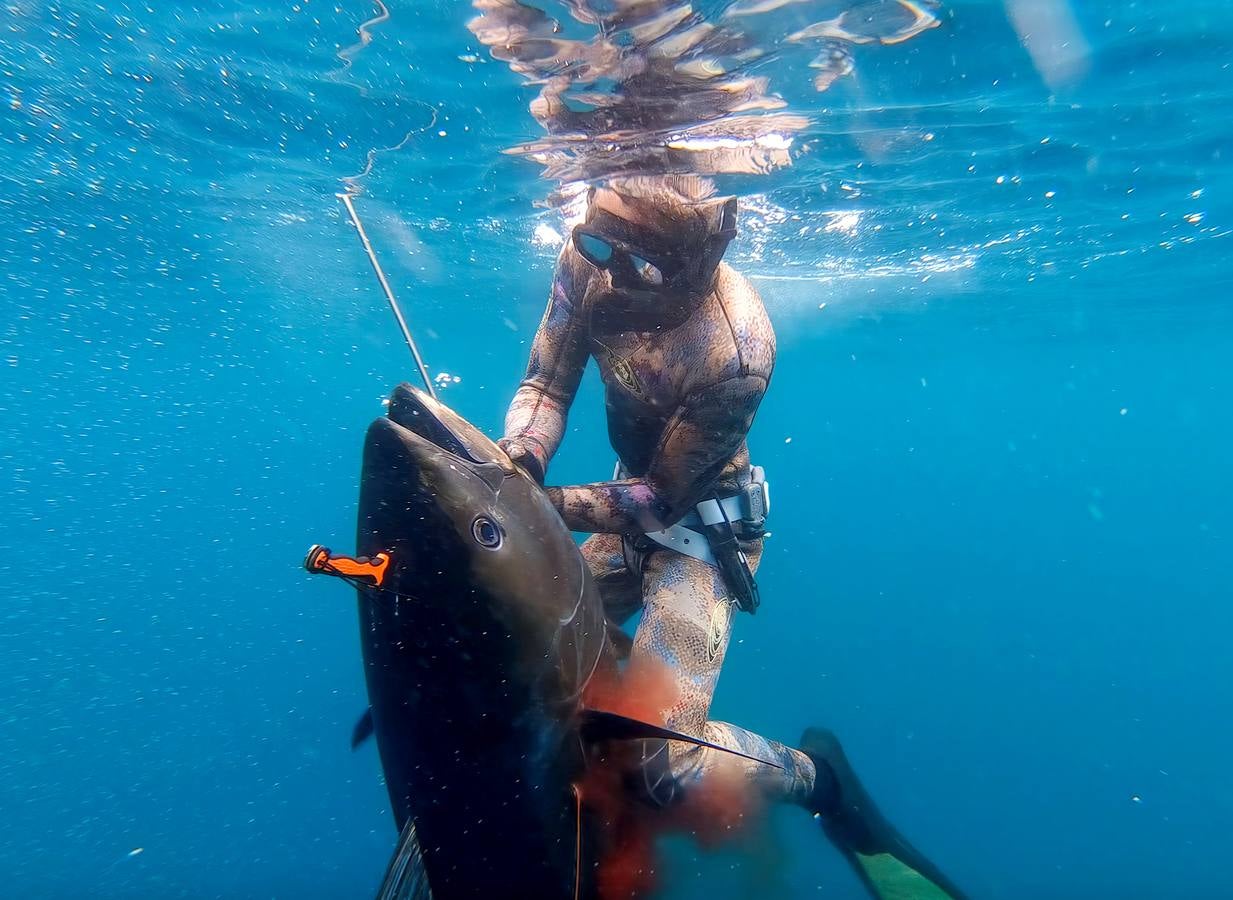 A principios de septiembre, Ryder Devoe, de 19 años, emergió de las azules aguas de San Diego con su neopreno de camuflaje, gritando: «lo atrapé». Un hermoso ejemplar de atún rojo de más de 90 kilos, una especie que apenas se veía en las costas californianas desde hacía décadas, había sido alcanzado por su arpón. Devoe, a quien además del buceo libre también apasiona el surf, se siente feliz. «Este año mi objetivo es cabalgar las olas más grandes de México y capturar otro atún de aleta amarilla.»