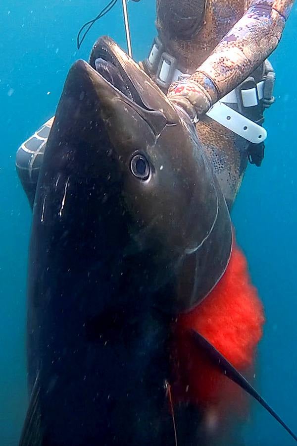 A principios de septiembre, Ryder Devoe, de 19 años, emergió de las azules aguas de San Diego con su neopreno de camuflaje, gritando: «lo atrapé». Un hermoso ejemplar de atún rojo de más de 90 kilos, una especie que apenas se veía en las costas californianas desde hacía décadas, había sido alcanzado por su arpón. Devoe, a quien además del buceo libre también apasiona el surf, se siente feliz. «Este año mi objetivo es cabalgar las olas más grandes de México y capturar otro atún de aleta amarilla.»