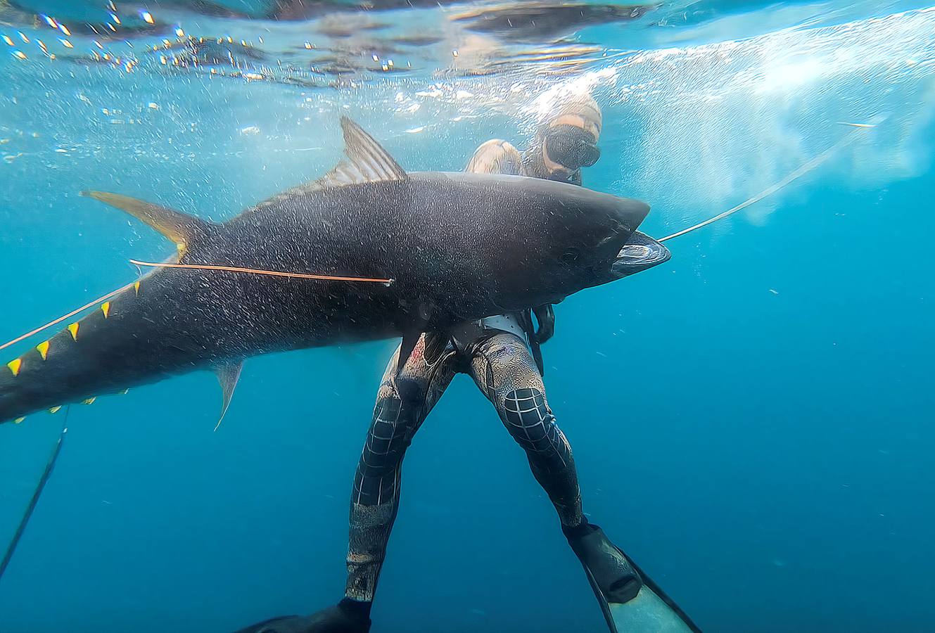 A principios de septiembre, Ryder Devoe, de 19 años, emergió de las azules aguas de San Diego con su neopreno de camuflaje, gritando: «lo atrapé». Un hermoso ejemplar de atún rojo de más de 90 kilos, una especie que apenas se veía en las costas californianas desde hacía décadas, había sido alcanzado por su arpón. Devoe, a quien además del buceo libre también apasiona el surf, se siente feliz. «Este año mi objetivo es cabalgar las olas más grandes de México y capturar otro atún de aleta amarilla.»
