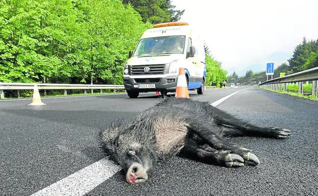 Jabalíes y otros animales causaron el pasado año 156 accidentes en carreteras vizcaínas