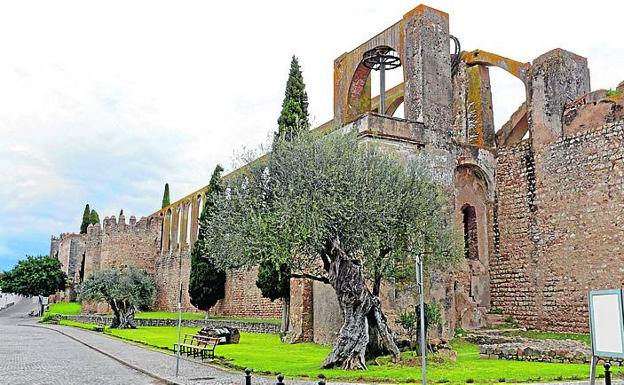 Un olivo centenario al pie del ingenio hidráulico construido sobre la muralla de Serpa. 