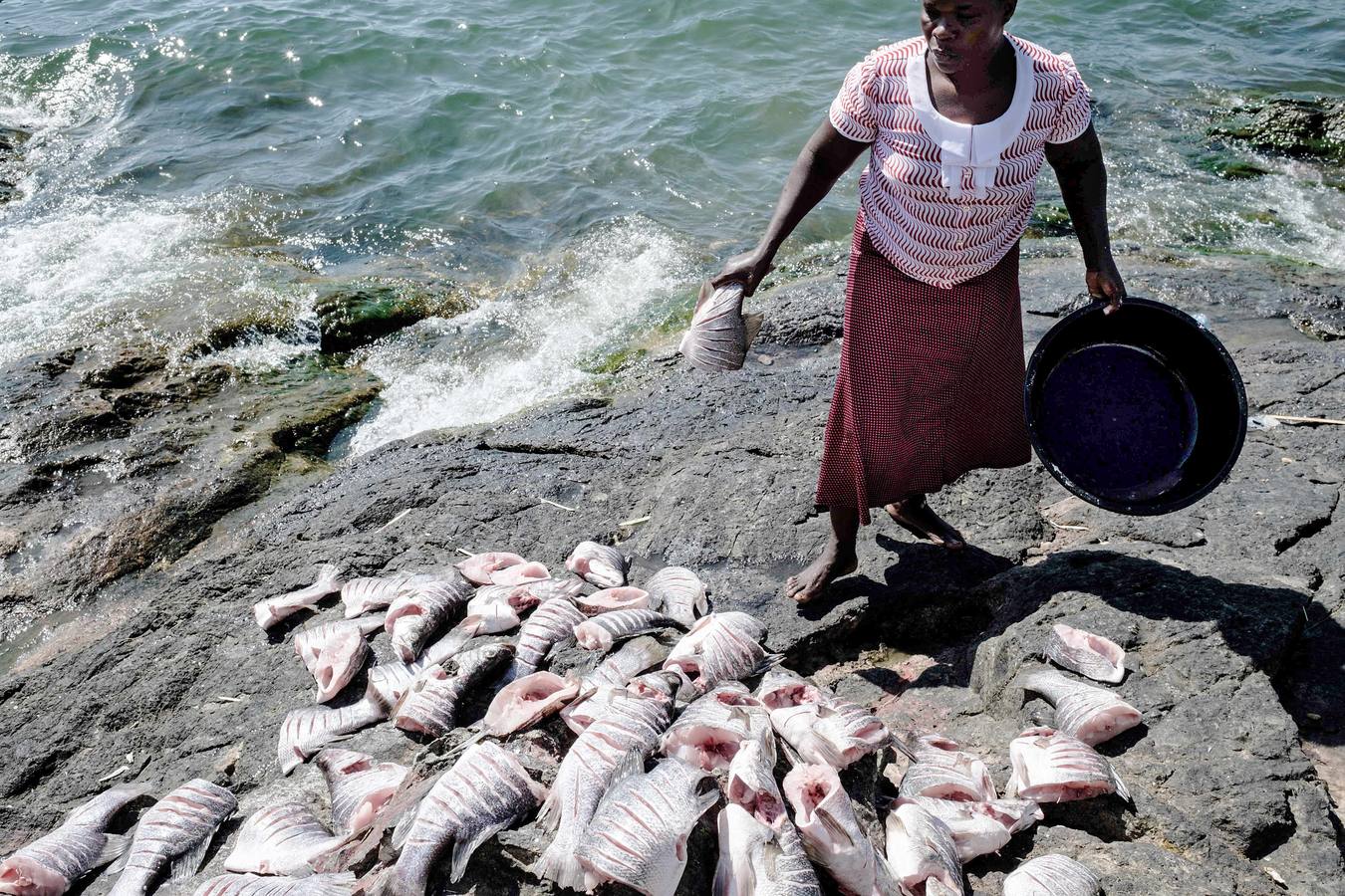 La isla Migingo es una roca cubierta de chozas, que se levanta en las aguas del lago Victoria como una tortuga de hierro. Su superficie equivale a medio campo de fútbol y en él se amontonan sus habitantes entre casuchas de metal corrugado. Pescar percas del Nilo es su principal ocupación y objeto de disputa entre Kenia y Uganda, países fronterizos interesados en ella por el valor de la pesca. También hay bares, algún que otro burdel. Y un puerto.