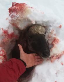 Imagen secundaria 2 - Rescatan a varias ovejas muertas y sepultadas por la nieve en el Gorbea