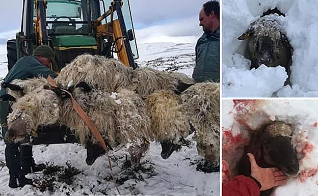 Las ovejas aparecieron amontonadas en dos grupos cerca de las neveras de Pagazuri, en Zárate. 