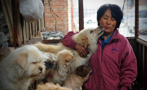 Una ciudad china prohíbe pasear perros durante el día