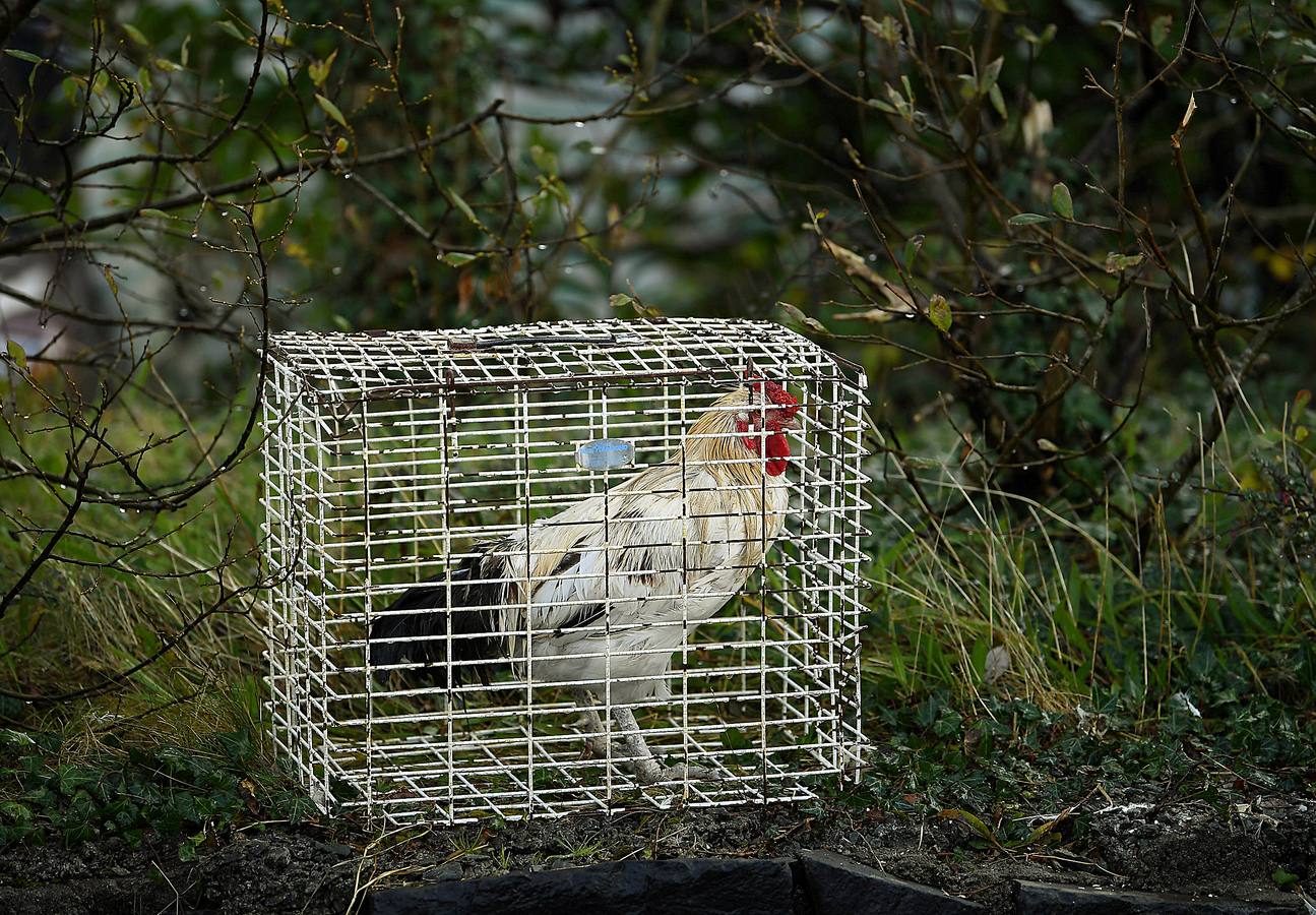 Maam Cross es una encrucijada en Connemara, condado de Galway, Irlanda. En ella se desarrolla una de las ferias agrícolas y de ganado más tradicionales en la que los granjeros locales venden los excedentes de producción para complementar sus exiguos ingresos. Este año premiará al mejor de los populares ponis de Connemara y quienes asistan podrán participar en el campeonato de lanzamiento de herradura. 