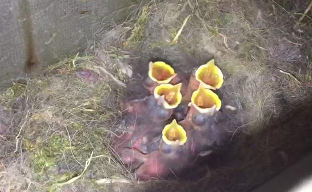 Vídeo de los polluelos en la comisaría de Gernika. 