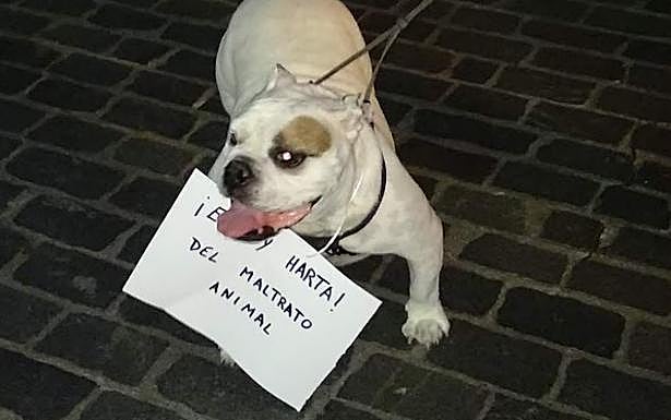 Un perro portó una pancarta en contra del maltrato animal.
