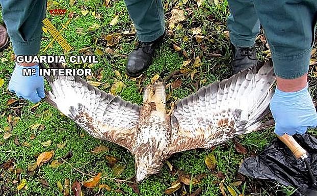 Detenido un hombre por envenenar a dos águilas, una de ellas en peligro de extinción