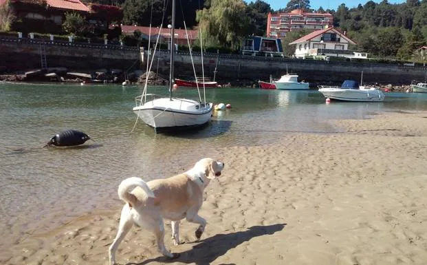 Un perro pasea suelto por la ría de Plentzia en marea baja. 