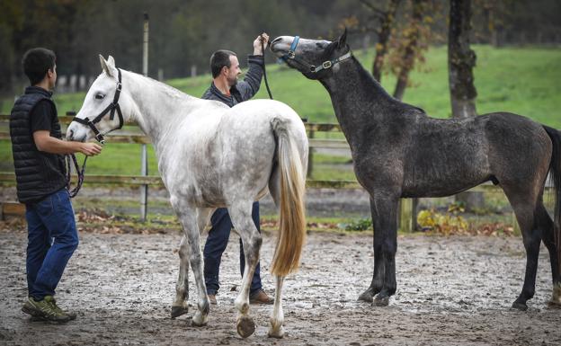 Amorebieta acogió ayer el primer concurso de caballos deportivos de Euskadi. 