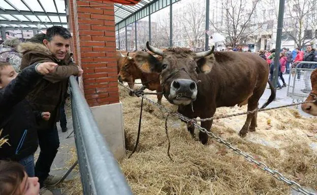 Durante la mañana se disputarán los concursos de la vaca más guapa y la vaca que más pesa. 
