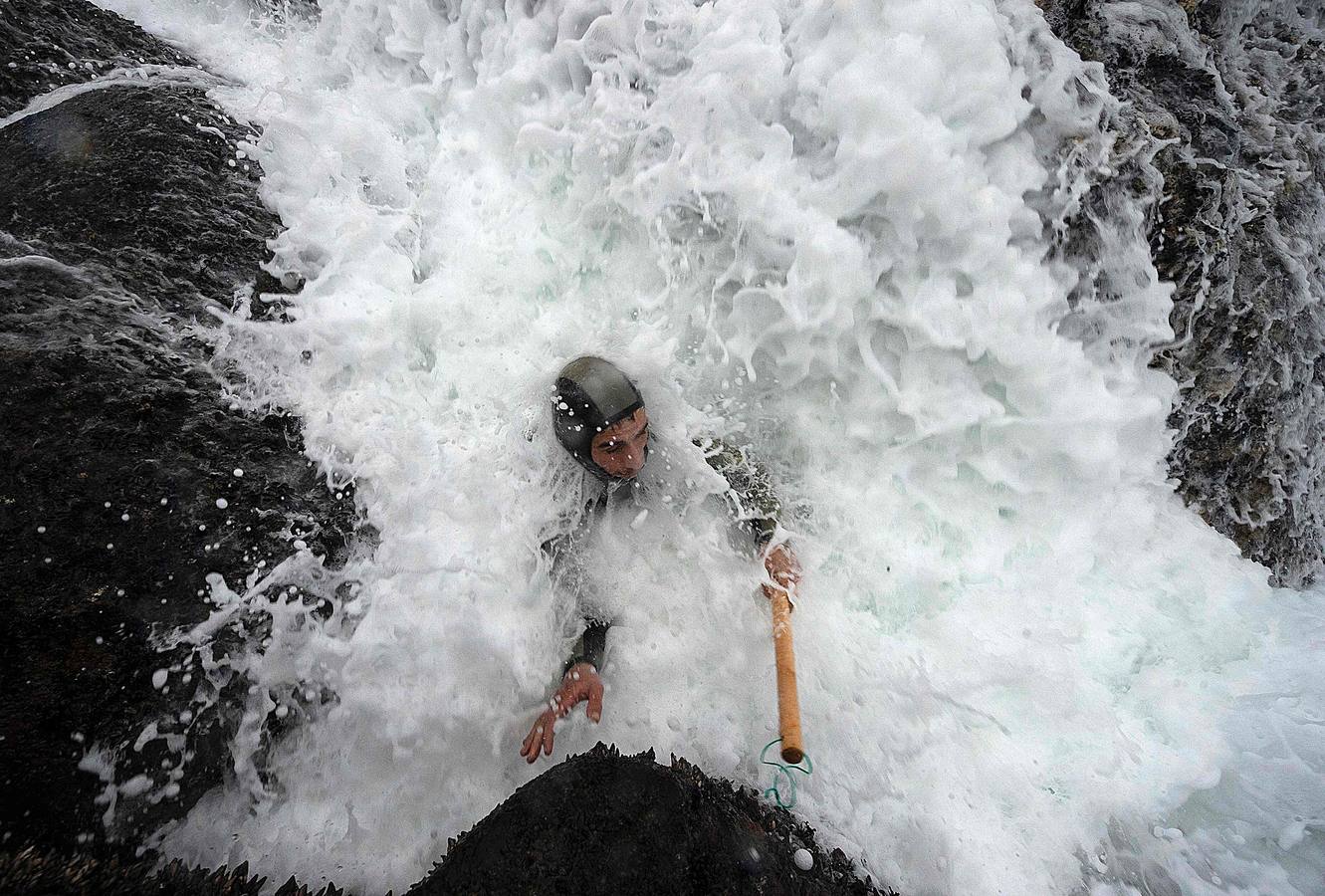 Tal vez sean las rocas o la bravura del mar. Los percebes de cabo Roncudo, en la llamada Costa de la Muerte, son los mejores del mundo. Y también los más caros. Los percebeiros arriesgan sus vidas encaramándose a las rocas cubiertas de lapas y minchas, entre el rugido de heladas olas batiendo los acantilados. Solo les está permitido faenar tres horas al día: dos horas antes de la bajamar y una después. En invierno se pueden capturar hasta cinco o seis kilos de percebes al día.