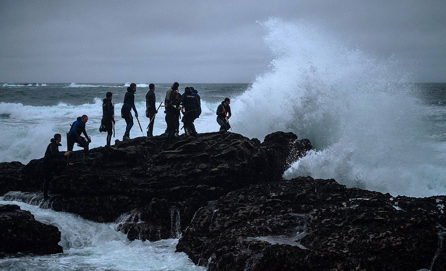 Tal vez sean las rocas o la bravura del mar. Los percebes de cabo Roncudo, en la llamada Costa de la Muerte, son los mejores del mundo. Y también los más caros. Los percebeiros arriesgan sus vidas encaramándose a las rocas cubiertas de lapas y minchas, entre el rugido de heladas olas batiendo los acantilados. Solo les está permitido faenar tres horas al día: dos horas antes de la bajamar y una después. En invierno se pueden capturar hasta cinco o seis kilos de percebes al día.