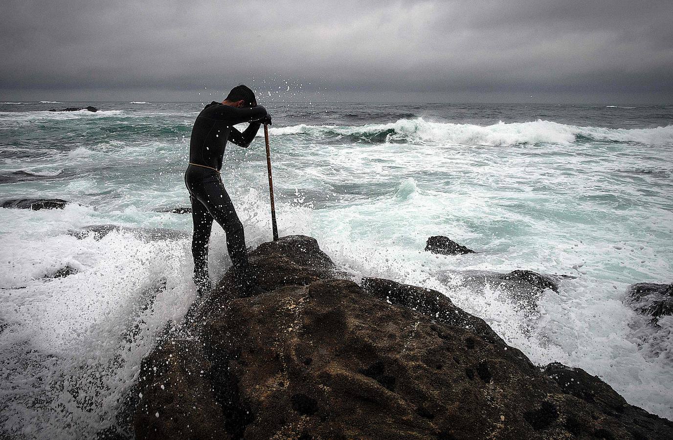 Tal vez sean las rocas o la bravura del mar. Los percebes de cabo Roncudo, en la llamada Costa de la Muerte, son los mejores del mundo. Y también los más caros. Los percebeiros arriesgan sus vidas encaramándose a las rocas cubiertas de lapas y minchas, entre el rugido de heladas olas batiendo los acantilados. Solo les está permitido faenar tres horas al día: dos horas antes de la bajamar y una después. En invierno se pueden capturar hasta cinco o seis kilos de percebes al día.