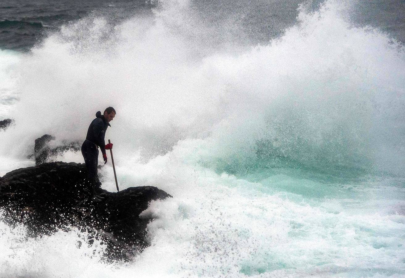 Tal vez sean las rocas o la bravura del mar. Los percebes de cabo Roncudo, en la llamada Costa de la Muerte, son los mejores del mundo. Y también los más caros. Los percebeiros arriesgan sus vidas encaramándose a las rocas cubiertas de lapas y minchas, entre el rugido de heladas olas batiendo los acantilados. Solo les está permitido faenar tres horas al día: dos horas antes de la bajamar y una después. En invierno se pueden capturar hasta cinco o seis kilos de percebes al día.