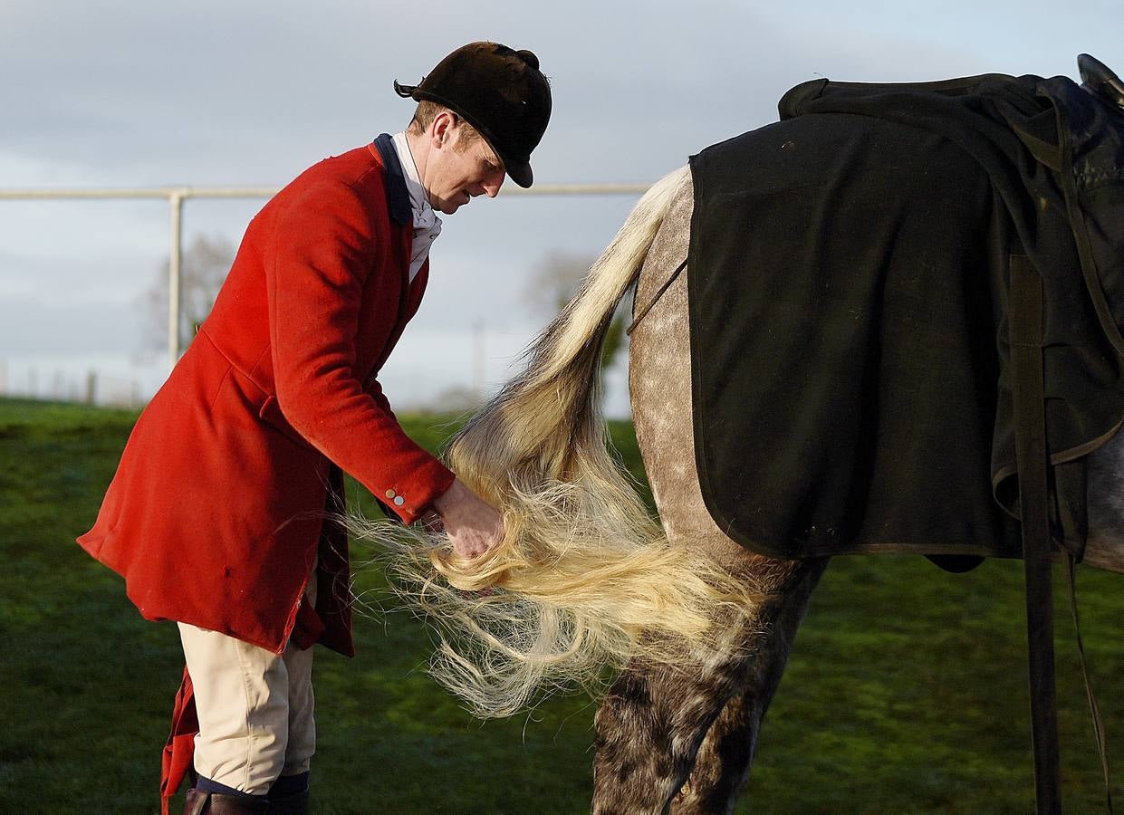 A diferencia de lo que sucede en Gran Bretaña, que mantiene la prohibición desde 2005, la caza del zorro es una actividad legal en los campos de Irlanda (en las fotografías vemos una partida en Kells, al norte de Dublín), y en las fechas navideñas esta tradición se mantiene tal como la practicaban nobles y terratenientes tiempo atrás. La elegancia es obligada tanto para caballos como para jinetes. Guarnicionería pulida, botas lustradas y sombrero y chaquetas rojas o negras, son tan habituales como las crines trenzadas.