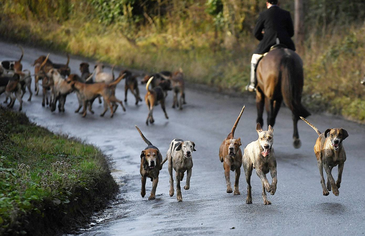 A diferencia de lo que sucede en Gran Bretaña, que mantiene la prohibición desde 2005, la caza del zorro es una actividad legal en los campos de Irlanda (en las fotografías vemos una partida en Kells, al norte de Dublín), y en las fechas navideñas esta tradición se mantiene tal como la practicaban nobles y terratenientes tiempo atrás. La elegancia es obligada tanto para caballos como para jinetes. Guarnicionería pulida, botas lustradas y sombrero y chaquetas rojas o negras, son tan habituales como las crines trenzadas.