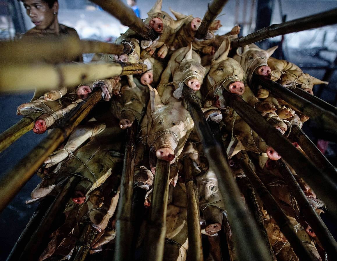 El territorio filipino está compuesto por más de 7.000 islas en las que se distribuyen los 100 millones de habitantes del país. Su complicada interconexión insular ha facilitado la aparición en el tiempo de una enorme variedad de lenguas y comidas locales. Una de ellas es el lechón relleno con papaya y hojas de tamarindo, que se pone a la brasa y se sirve con arroz acompañado con salsa de hígado. Los lechoneros (los vemos en las fotos) se dedican a girar el asado durante horas y lo bañan de tanto en tanto con agua de coco.