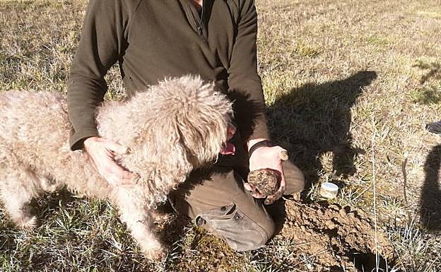 Suka observa una trufa que ha localizado en el campo.