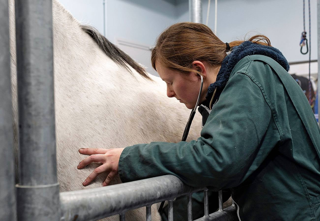 Cada año son hospitalizados unos 1.500 caballos en esta clínica creada en 1998, en Marcy-L'Etoile, cerca de Lyon. Los numerosos clientes de Clinequine, un centro-escuela veterinaria especializada en equinos, proceden de diferentes países, sobre todo de Suiza, Italia y España, y tiene pacientes muy diversos. Hay ejemplares de salto y de carreras que valen más de cuatro millones de euros, pero también atienden a burros y equinos de carga. Este año incluso han recibido un oso del zoo de Lyon. 