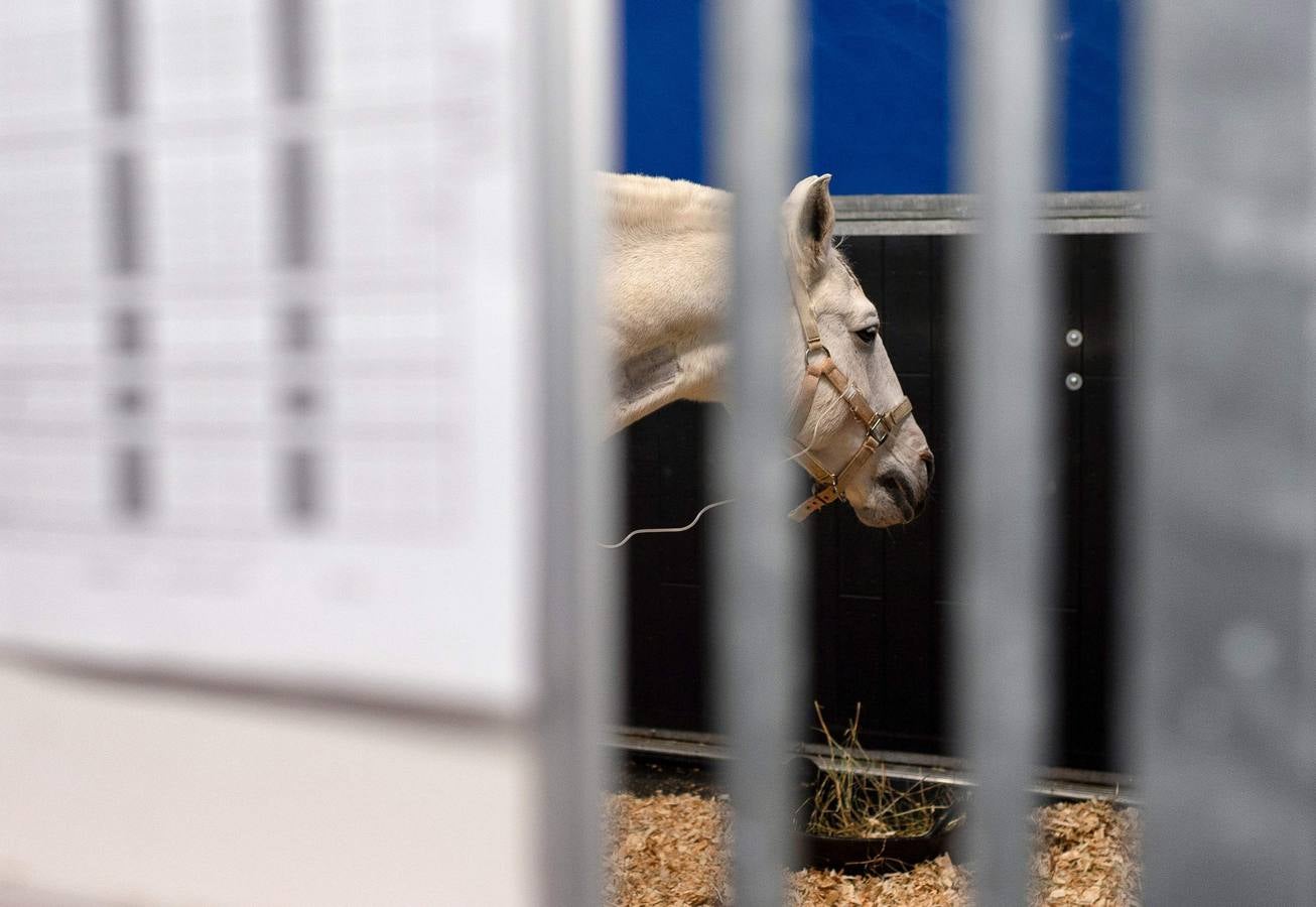 Cada año son hospitalizados unos 1.500 caballos en esta clínica creada en 1998, en Marcy-L'Etoile, cerca de Lyon. Los numerosos clientes de Clinequine, un centro-escuela veterinaria especializada en equinos, proceden de diferentes países, sobre todo de Suiza, Italia y España, y tiene pacientes muy diversos. Hay ejemplares de salto y de carreras que valen más de cuatro millones de euros, pero también atienden a burros y equinos de carga. Este año incluso han recibido un oso del zoo de Lyon. 