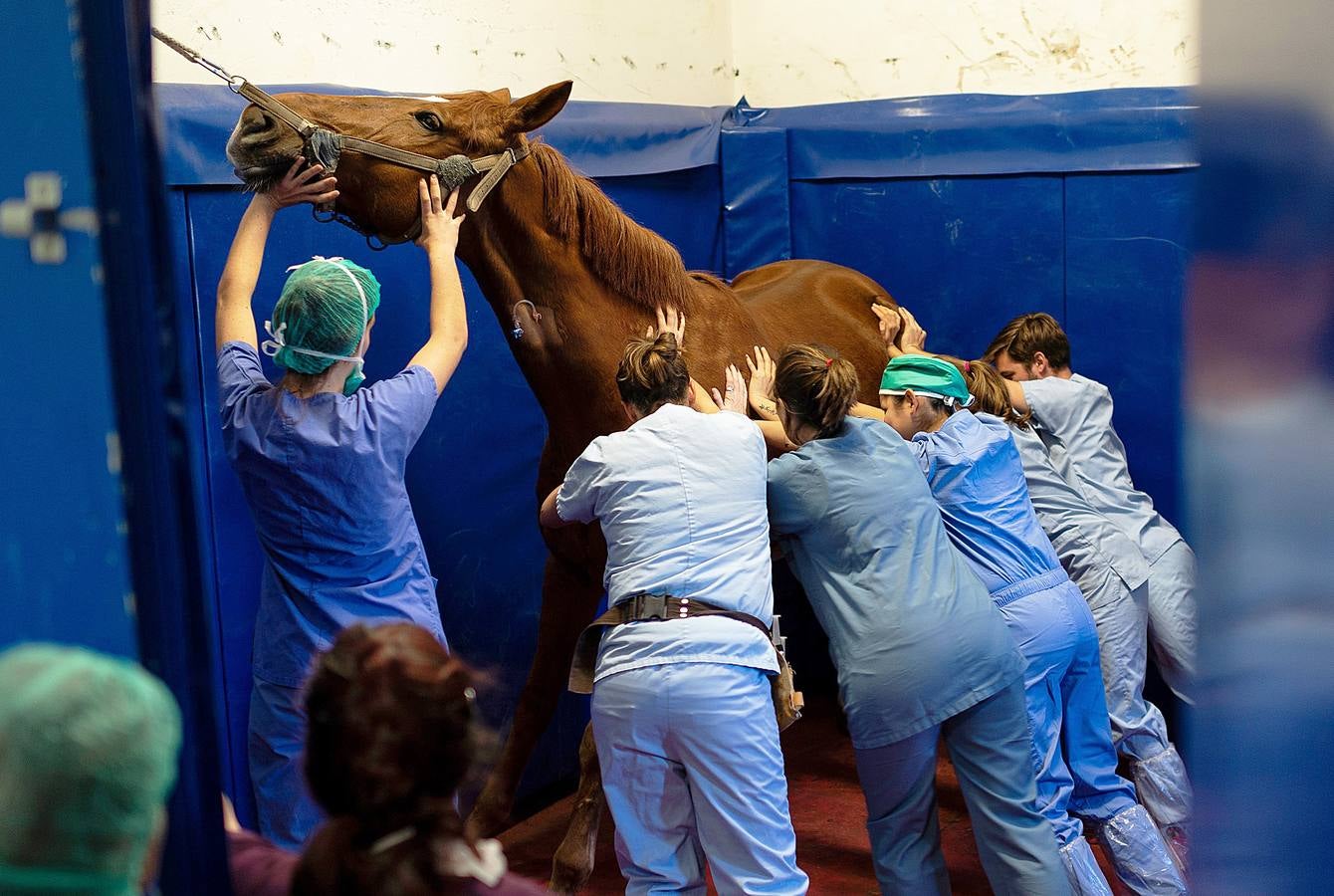 Cada año son hospitalizados unos 1.500 caballos en esta clínica creada en 1998, en Marcy-L'Etoile, cerca de Lyon. Los numerosos clientes de Clinequine, un centro-escuela veterinaria especializada en equinos, proceden de diferentes países, sobre todo de Suiza, Italia y España, y tiene pacientes muy diversos. Hay ejemplares de salto y de carreras que valen más de cuatro millones de euros, pero también atienden a burros y equinos de carga. Este año incluso han recibido un oso del zoo de Lyon. 