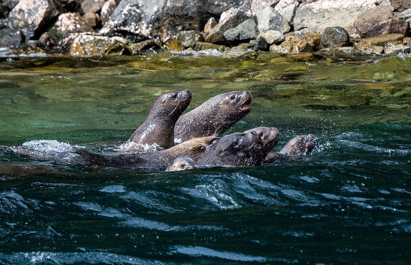 El fiordo Seno Ballena, en la región de Magallanes, al sur de Chile, es un verdadero laboratorio natural, único en el mundo. Un grupo de científicos analiza las características de sus aguas en estas fechas invernales con el objeto de conocer con detalle los efectos del cambio climático sobre diferentes organismos marinos. En las imágenes vemos el glaciar de Santa Inés y la isla de Carlos III, en Punta Arenas.