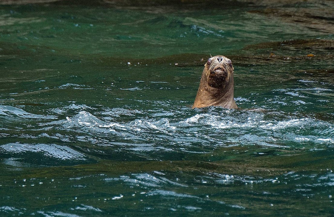 El fiordo Seno Ballena, en la región de Magallanes, al sur de Chile, es un verdadero laboratorio natural, único en el mundo. Un grupo de científicos analiza las características de sus aguas en estas fechas invernales con el objeto de conocer con detalle los efectos del cambio climático sobre diferentes organismos marinos. En las imágenes vemos el glaciar de Santa Inés y la isla de Carlos III, en Punta Arenas.