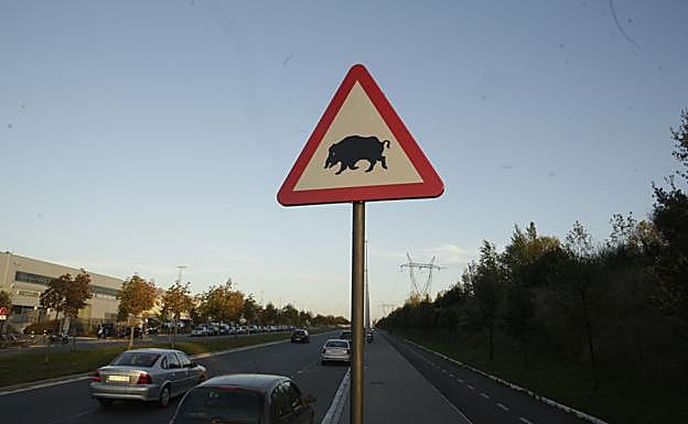 Cuatro arqueros controlarán la sobrepoblación de jabalíes en Salburua