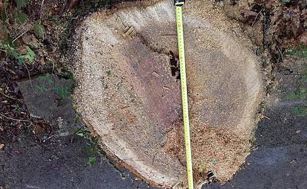 El diámetro del tocón de uno de los árboles es considerable. 