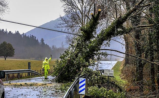 Operarios retiran un árbol caído sobre la calzada en Arraia-Maeztu.