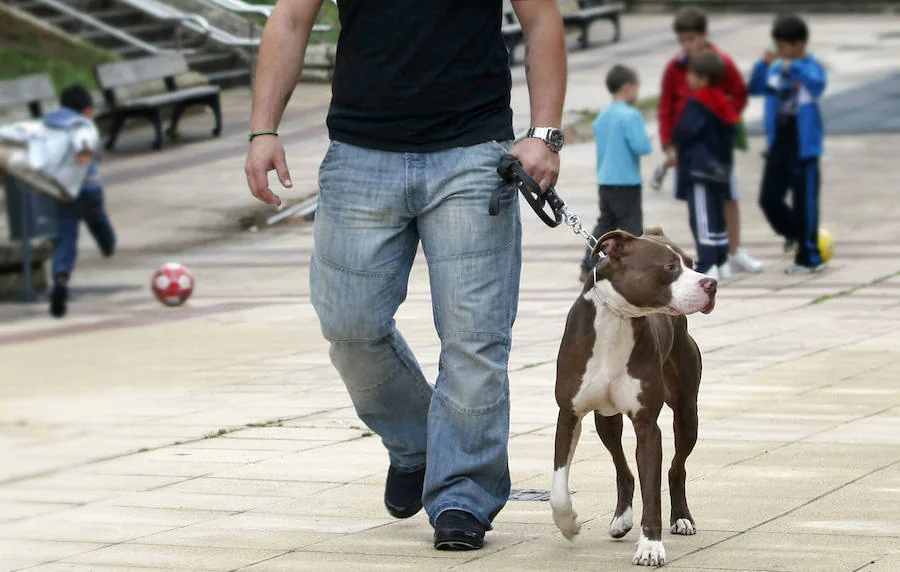 Un hombre pasea con su perro sujeto con una correa, ambos ajenos a esta información.