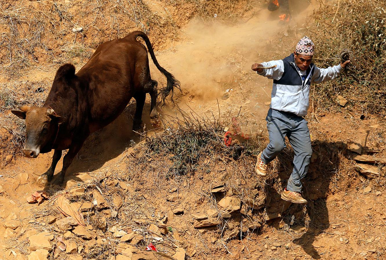 En la aldea nepalí de Talukachandani, en las estribaciones del Himalaya, los toros pelean para conmemorar el Maghesangranti, un festival centenario que anuncia el fin del invierno y el comienzo de los días más largos y cálidos del año. Para participar en esta celebración, los animales son alimentados con una dieta especial de arroz, huevos y lentejas a partir de los cinco meses. Las reglas establecen que la pelea termina cuando uno de los animales se cansa y deja de acometer a su oponente. El ganador recibe un premio de unos 25 euros.