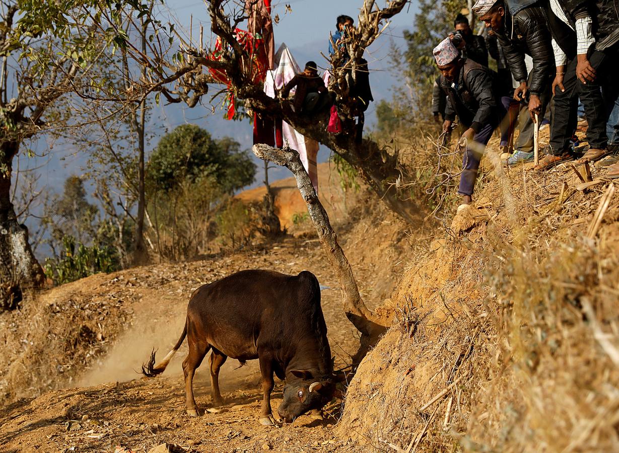 En la aldea nepalí de Talukachandani, en las estribaciones del Himalaya, los toros pelean para conmemorar el Maghesangranti, un festival centenario que anuncia el fin del invierno y el comienzo de los días más largos y cálidos del año. Para participar en esta celebración, los animales son alimentados con una dieta especial de arroz, huevos y lentejas a partir de los cinco meses. Las reglas establecen que la pelea termina cuando uno de los animales se cansa y deja de acometer a su oponente. El ganador recibe un premio de unos 25 euros.