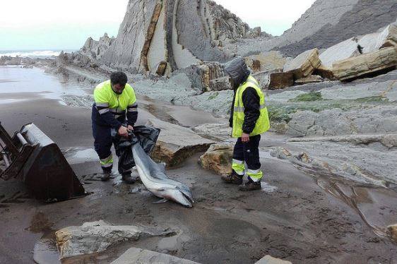 El 19 de marzo del año pasado fue hallado un delfin listado en Sopela.